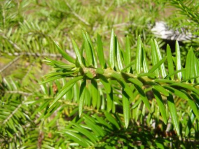 Jedle japonská Abies firma, 2006