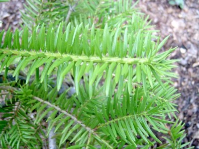 Jedle japonská Abies firma, 2006