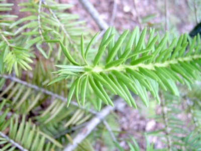 Jedle japonská Abies firma, 2006