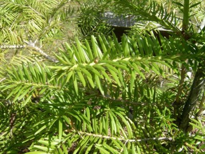 Jedle japonská Abies firma 2006