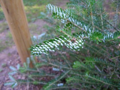 Jedle korejská Abies koreana ´Silberlocke´ 2006