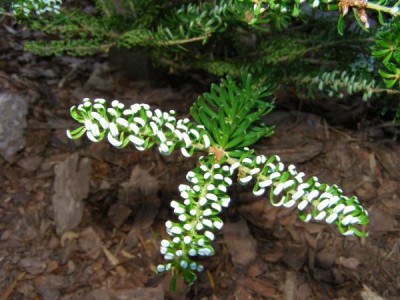 Jedle korejská Abies koreana ´Silberlocke´ 2006