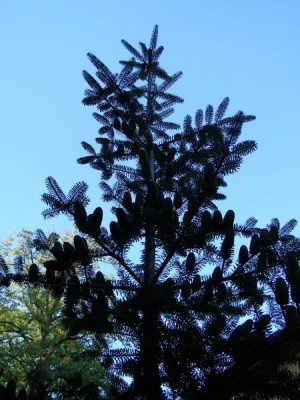 Jedle korejská Abies koreana, 2006