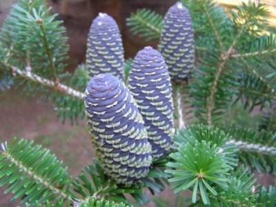 Jedle korejská Abies koreana, 2006