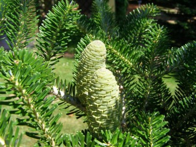 Jedle korejská Abies koreana, 2006