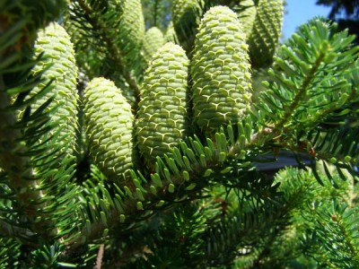 Jedle korejská Abies koreana, 2006