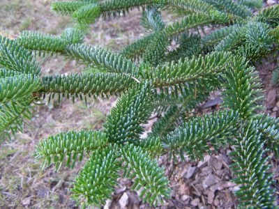 Jedle numidská Abies numidica, 2006