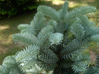 Jedle stříbrná,vznešená   Abies procera ´Nobilis-argentea´ - detail jehličí, 2006