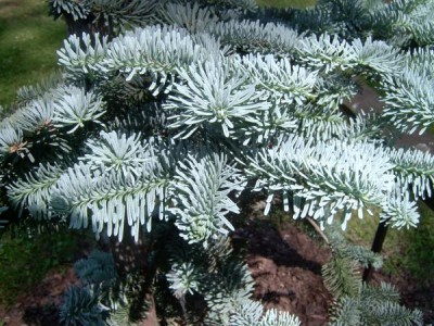 Jedle stříbrná,vznešená Abies procera ´Nobilis-argentea´ - detail jehličí, 2006