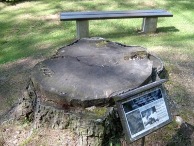 Jedle stříbrná,vznešená Abies procera ´Nobilis-argentea´ zbytek původní jedle, 2006