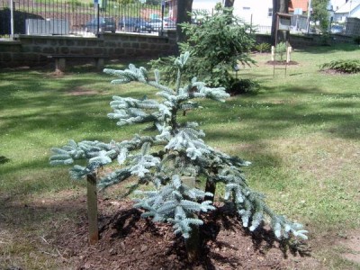 Jedle stříbrná,vznešená Abies procera ´Nobilis-argentea´ 2006