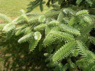 Jedle španělská - stříbrná Abies pinsapo ´Glauca´  detail, 2006