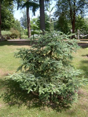 Jedle španělská - stříbrná Abies pinsapo ´Glauca´ 2006