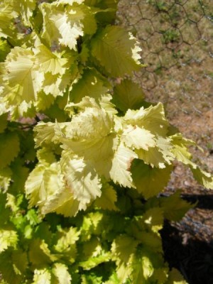 Jilm habrolistý - pestrolistý Ulmus carpinifolia ´Wredei´ 2006