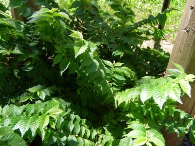 Jilm jemný - keřovitá forma Ulmus x elegantissima Horwood ´Jacqueline Hillier´ 2006