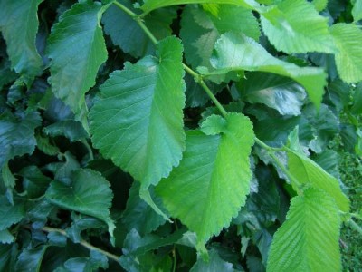 Jilm lysý - převislý Ulmus glabra ´Pendula´, 2006