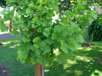 Jinan dvojlaločný Ginkgo biloba ´Mariken´, 2006