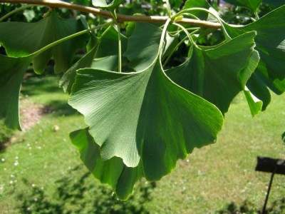 Jinan dvojlaločný Ginkgo biloba ´Pendula pragensis´, 2006