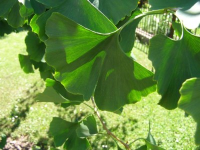 Jinan dvojlaločný Ginkgo biloba ´Pendula pragensis´, 2006