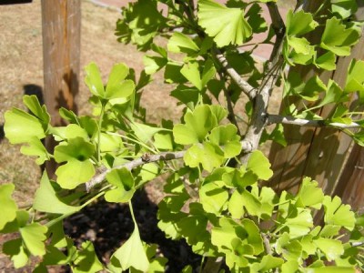 Jinan dvojlaločný Ginkgo biloba ´Tubifolia´ 2006