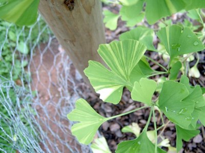 Jinan dvojlaločný Ginkgo biloba ´Variegata´ 2006