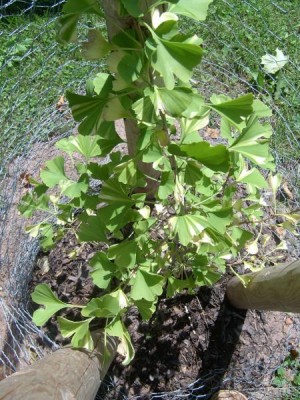 Jinan dvojlaločný Ginkgo biloba ´Variegata´, 2006