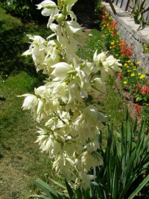 Juka netrnitá,  Yucca  2006