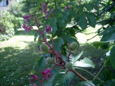 Jírovec pleťový Aesculus carnea  2006