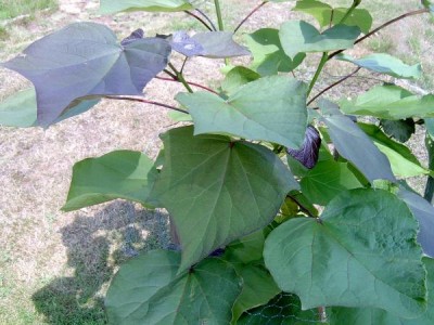 Katalpa křížená -  červenající, Catalpa x erubescens ´Purpurea´ 2006
