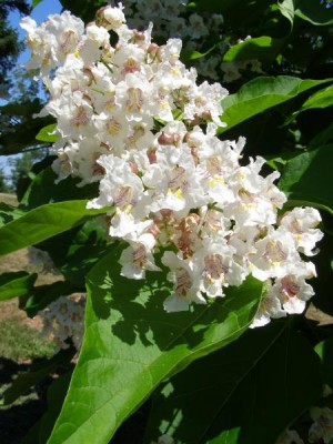 Katalpa obecná, trubačovitá, Catalpa bignonioides, 2006