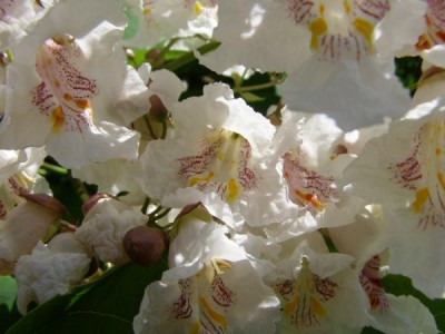 Katalpa obecná, trubačovitá,  Catalpa bignonioides, 2006
