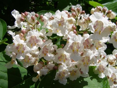 Katalpa obecná, trubačovitá,  Catalpa bignonioides, 2006