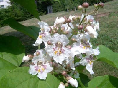 Katalpa obecná, trubačovitá,  Catalpa bignonioides, 2006