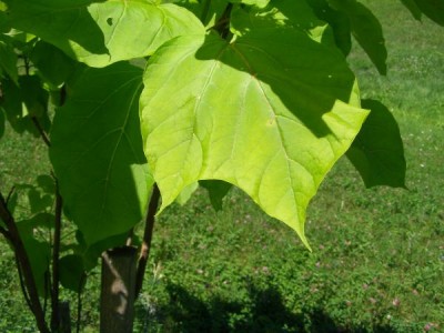 Katalpa obecná, trubačovitá,  Catalpa bignonioides ´Aurea´, 2006