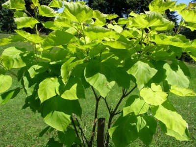 Katalpa obecná, trubačovitá,  Catalpa bignonioides ´Aurea´, 2006