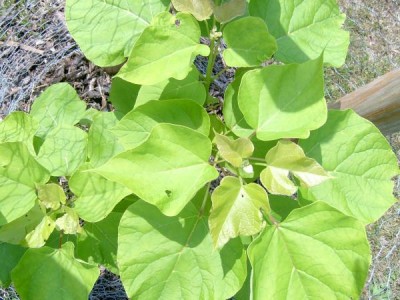 Katalpa obecná, trubačovitá, Catalpa bignonioides ´Aurea´, 2006