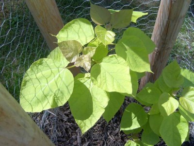 Katalpa obecná, trubačovitá, Catalpa bignonioides ´Aurea´, 2006