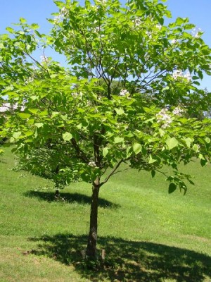 Katalpa obecná, trubačovitá,  Catalpa bignonioides dolní park, 2006