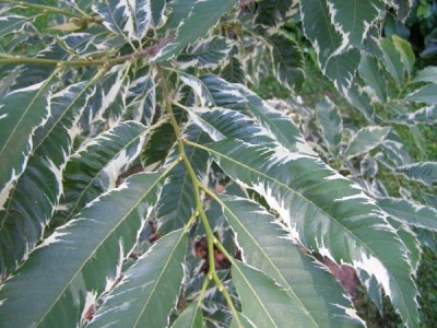 Kaštanovník jedlý Castanea sativa ´Variegata´ 2006