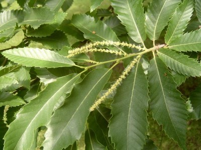 Kaštanovník jedlý, Castanea sativa 2006