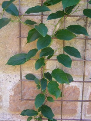 Kiwi Actinidia arguta ´Issai´, 2006