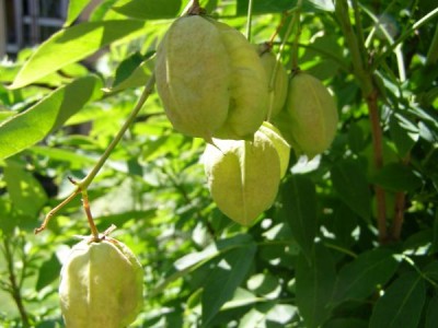 Klokoč zpeřený Staphylea pinnata 2006