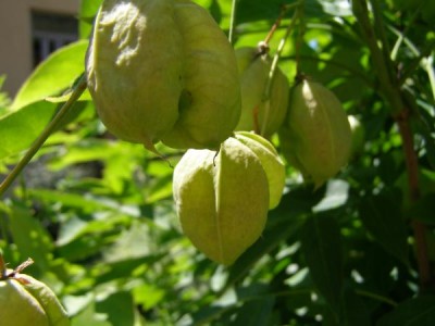 Klokoč zpeřený Staphylea pinnata 2006