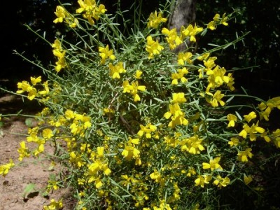 Kručinka Genista Lydia 2006  