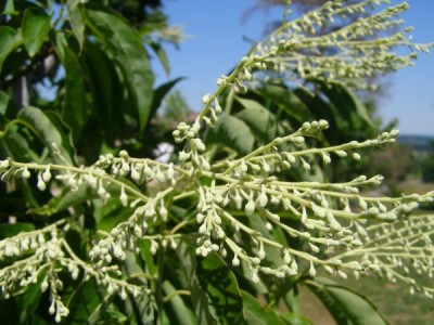 Kysloun stromový, 2006 Oxydendron arboretum