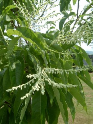 Kysloun stromový, 2006 Oxydendron arboretum