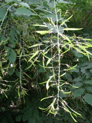 Křehovětvec žlutý, 2006 Cladratis lutea