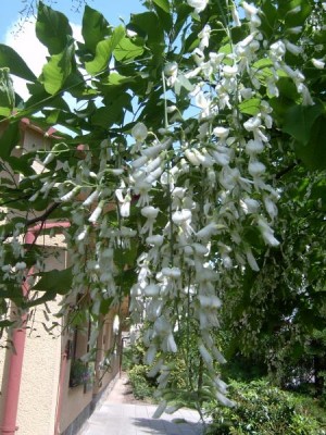 Křehovětvec žlutý - květ, 2006 Cladratis lutea