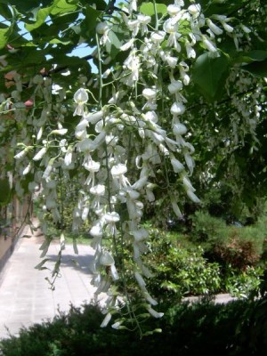 Křehovětvec žlutý Cladratis lutea - květ, 2006