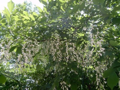 Křehovětvec žlutý Cladratis lutea 2006